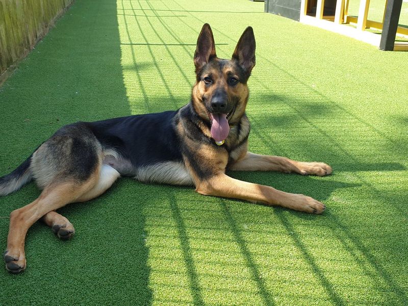 Xena for sale in Chestfield, Kent