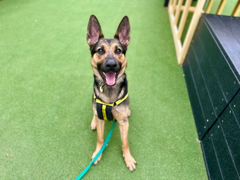 Xena for sale in Chestfield, Kent - Image 2