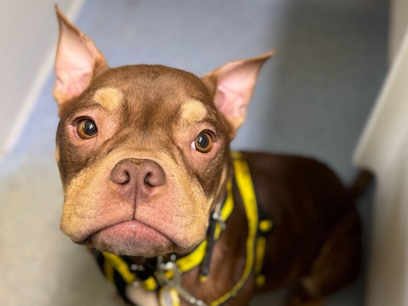 Tibby | Crossbreed | Cumbria rehoming - 1