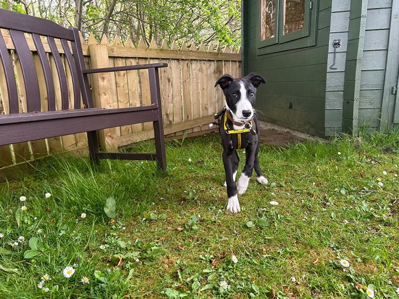 Lime Longlegs | Lurcher | West Calder (Edinburgh) - 1