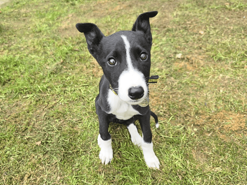 Lavender Longlegs | Lurcher | Dundee rehoming - 1