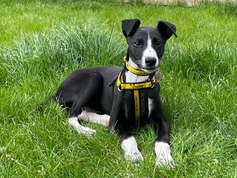 Lotus Longlegs | Lurcher | West Calder (Edinburgh) - 1
