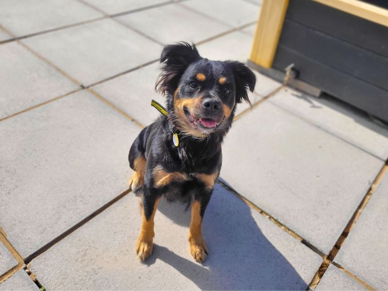 Springer Spaniel Dogs And Puppies For Adoption, Rehoming And Rescue In Minstead, Hampshire