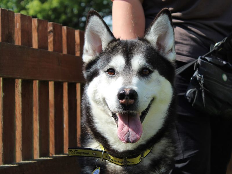 Kyla for sale in Newbury, Berks