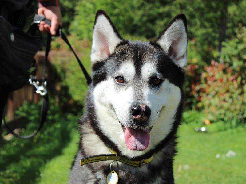 Kyla for sale in Newbury, Berks | Image 2