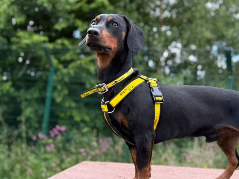 Rupert for sale in Telford, Shropshire - Image 3