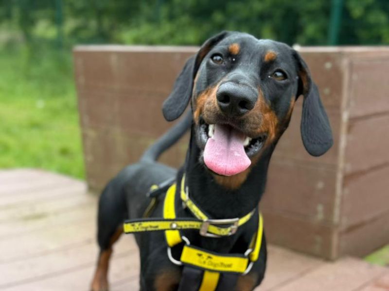 Rupert for sale in Telford, Shropshire