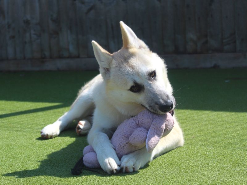 Siberian Husky for adoption in Evesham, Worcestershire – 2 years old - Image 3 of 5