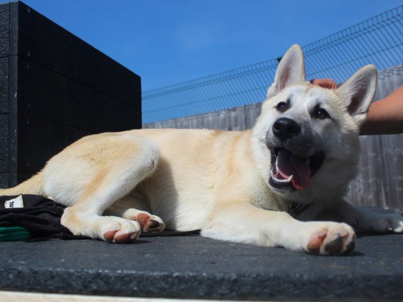 Siberian Husky for adoption in Evesham, Worcestershire – 2 years old - Image 5 of 5