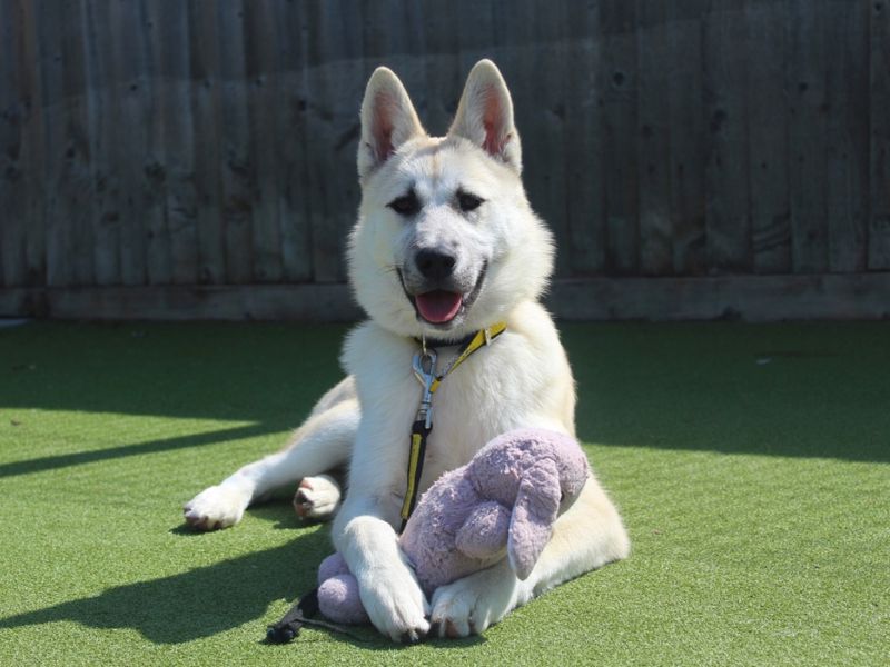 Siberian Husky for adoption in Evesham, Worcestershire – 2 years old - Image 4 of 5