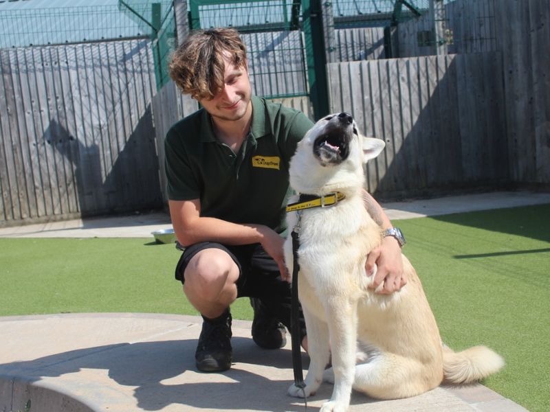 Siberian Husky for adoption in Evesham, Worcestershire – 2 years old - Image 2 of 5