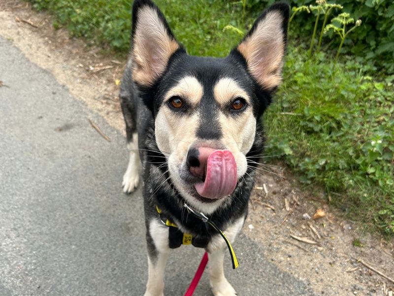 Siberian Husky for adoption in Snetterton, Norfolk – 3 years old - Image 2 of 2