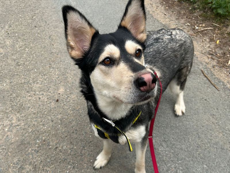 Siberian Husky for adoption in Snetterton, Norfolk – 3 years old
