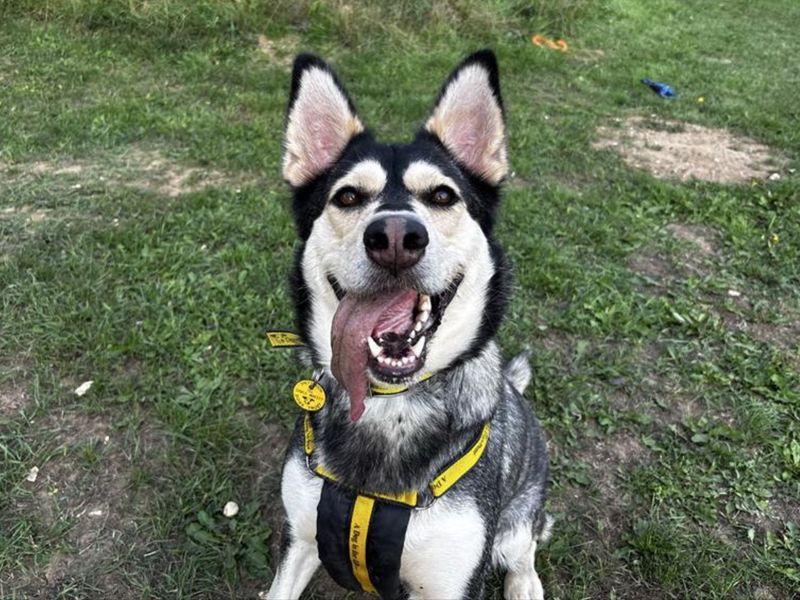 Gale | Siberian Husky | Snetterton (Norfolk) - 1