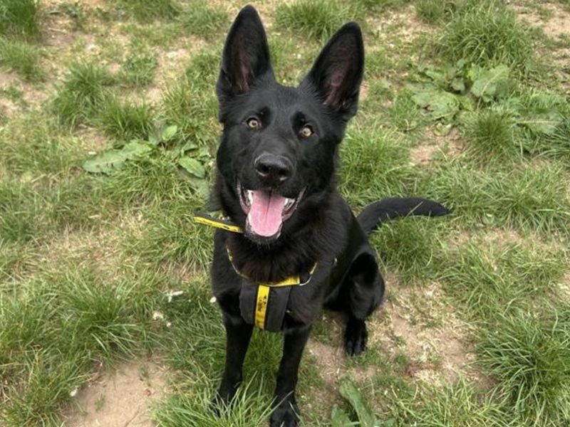 Heather | German Shepherd Dog | Snetterton (Norfolk) - 1