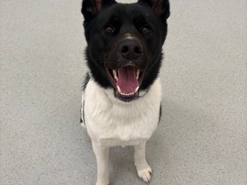 Echo | Akita Cross | Manchester - 1