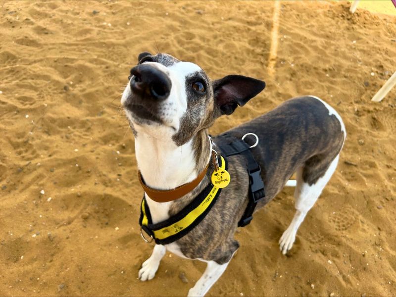 Tottie | Whippet | Salisbury (Wiltshire) - 1