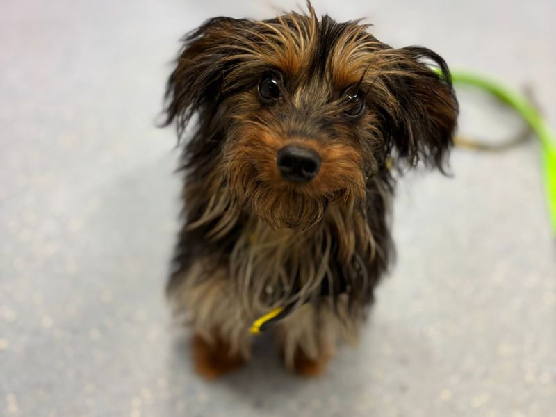 Sox | Dachshund (Long Haired) Cross | Canterbury - 1