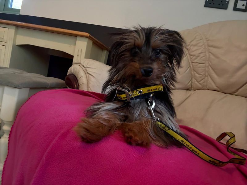 Yorkshire Terrier for adoption in Chestfield, Kent – 9 months old - Image 2 of 2