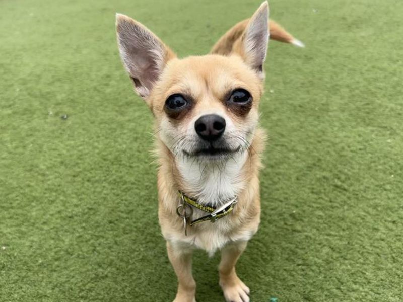 Chihuahua for adoption in Snetterton, Norfolk – 1 year old - Image 2 of 2