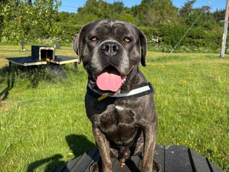 Bruno for sale in Uxbridge, London
