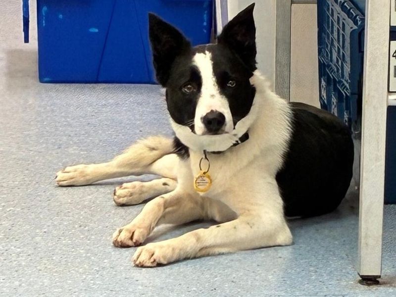 Lily | Collie (Border) | Loughborough - 1
