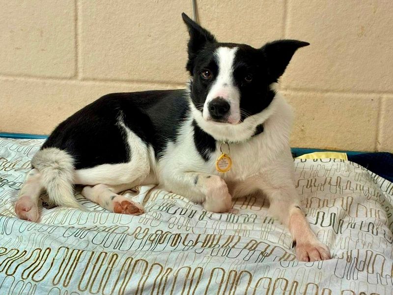 Border Collie for adoption in Wymeswold, Leicestershire – 1 year old - Image 2 of 2