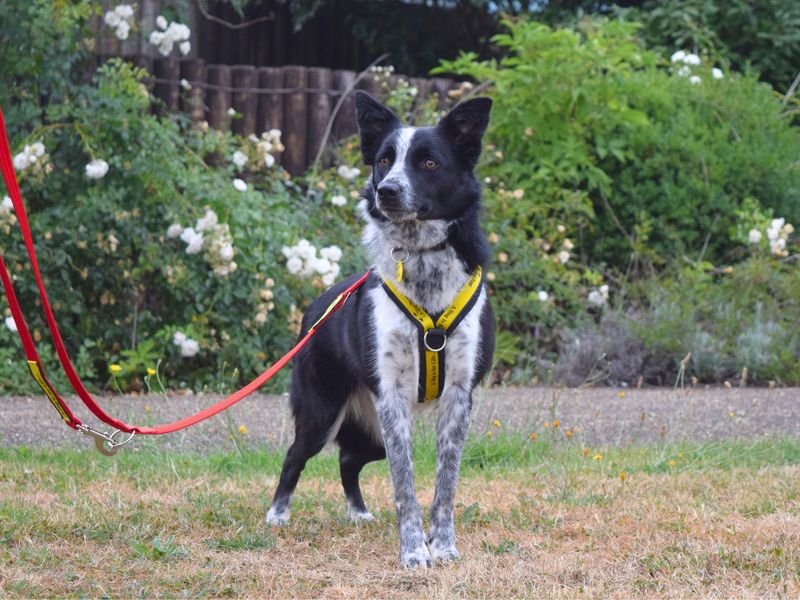 Border Collie for adoption in Uxbridge, London – 1 year old - Image 3 of 3