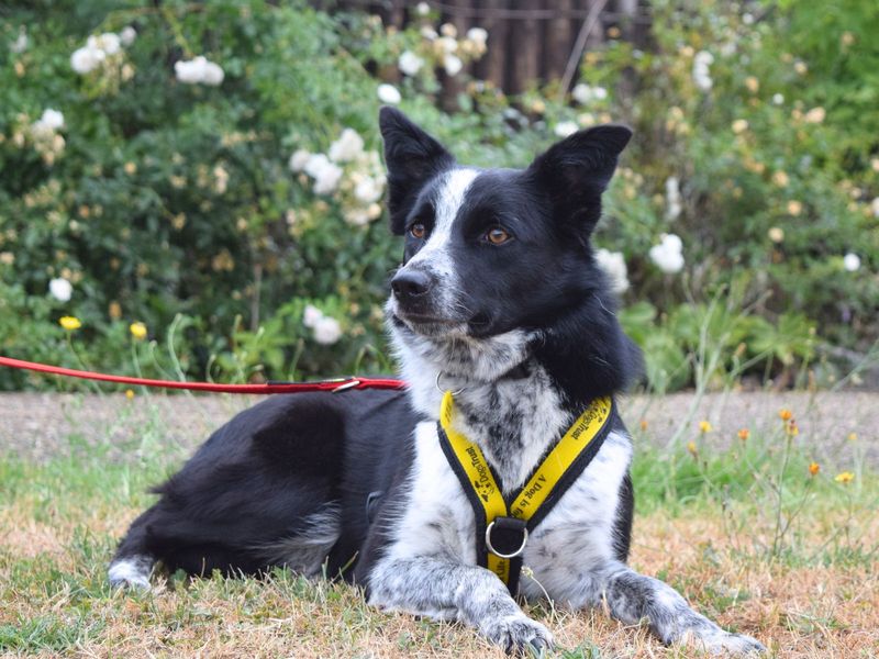 Border Collie for adoption in Uxbridge, London – 1 year old