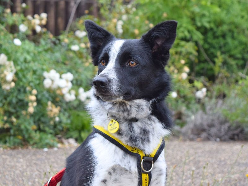 Border Collie for adoption in Uxbridge, London – 1 year old - Image 2 of 3