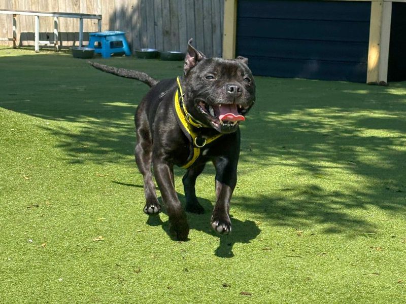 Staffordshire Bull Terrier for adoption in Uxbridge, London – 9 years old - Image 2 of 2