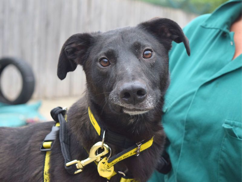 Jake | Retriever (Labrador) Cross | Harefield West London - 1