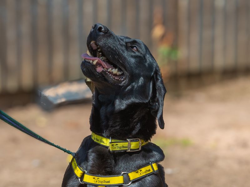 Bee | Retriever (Labrador) | Loughborough - 1