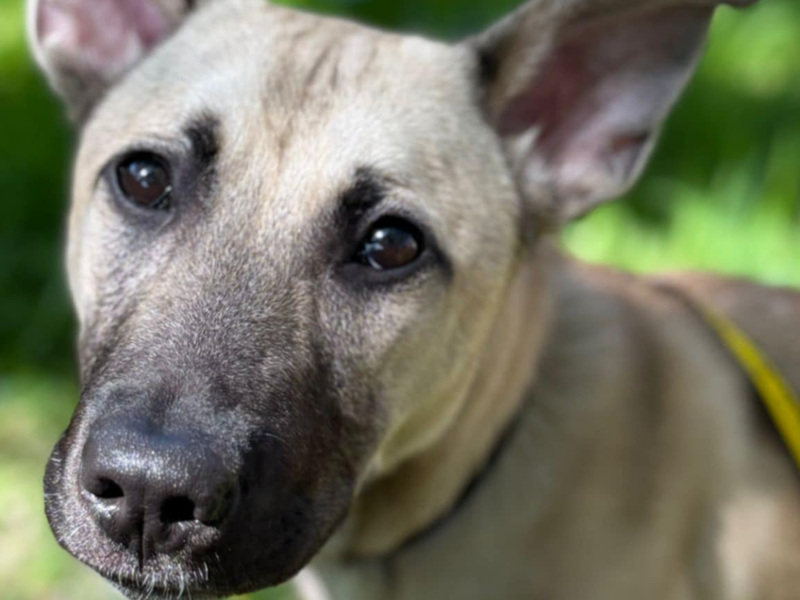 German Shepherd Dogs And Puppies For Adoption, Rehoming And Rescue In Leeds, West Yorkshire