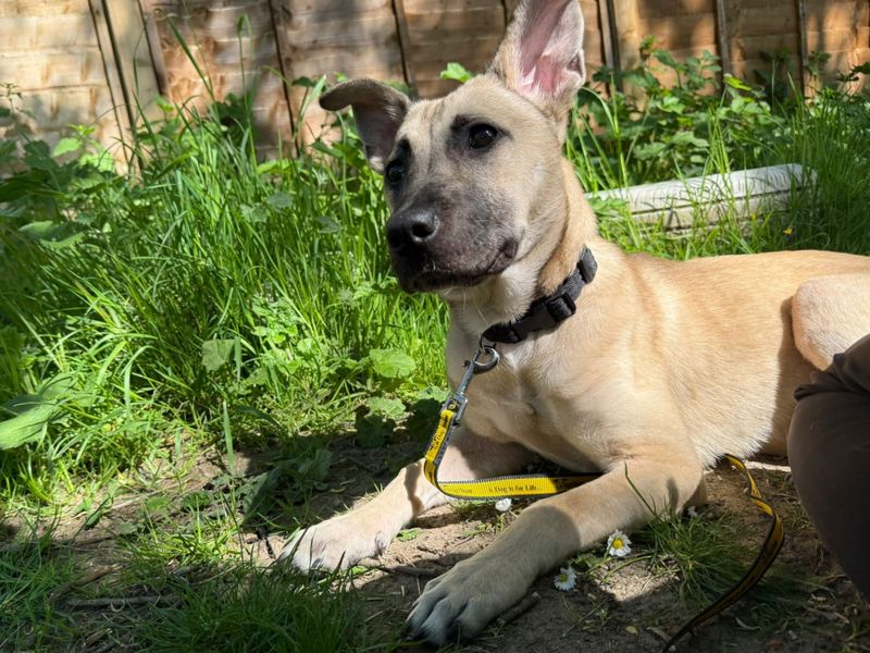 Peaches | German Shepherd Dog Cross | Bridgend (Wales) - 1