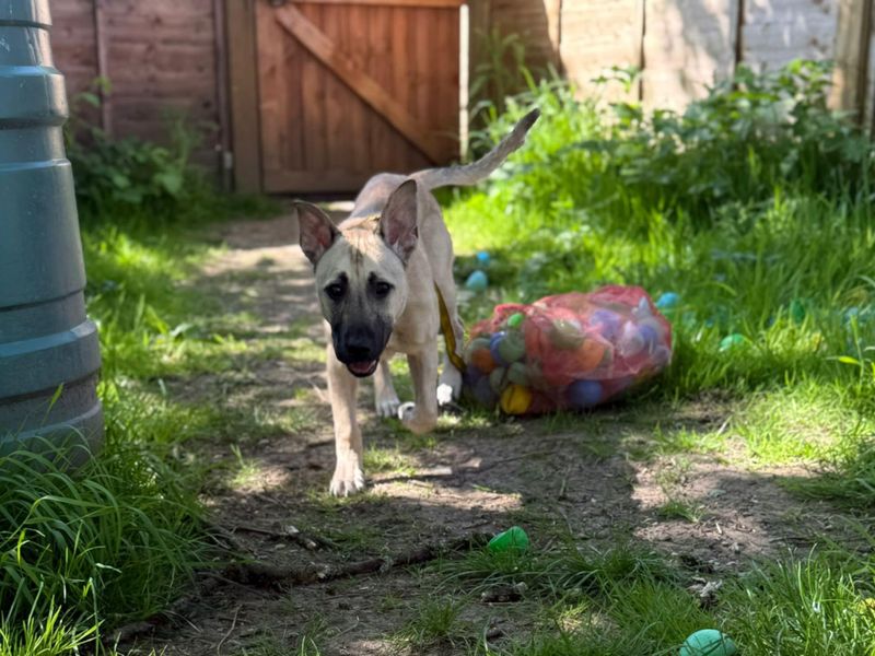 German Shepherd for adoption in Mid Glamorgan, Wales – 1 year old - Image 2 of 3