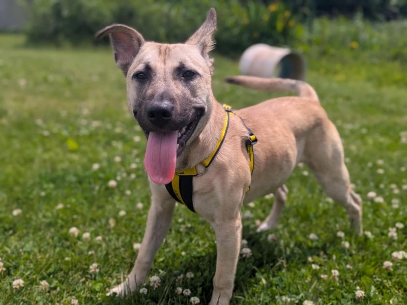 Peaches | German Shepherd Dog Cross | Bridgend (Wales) - 1