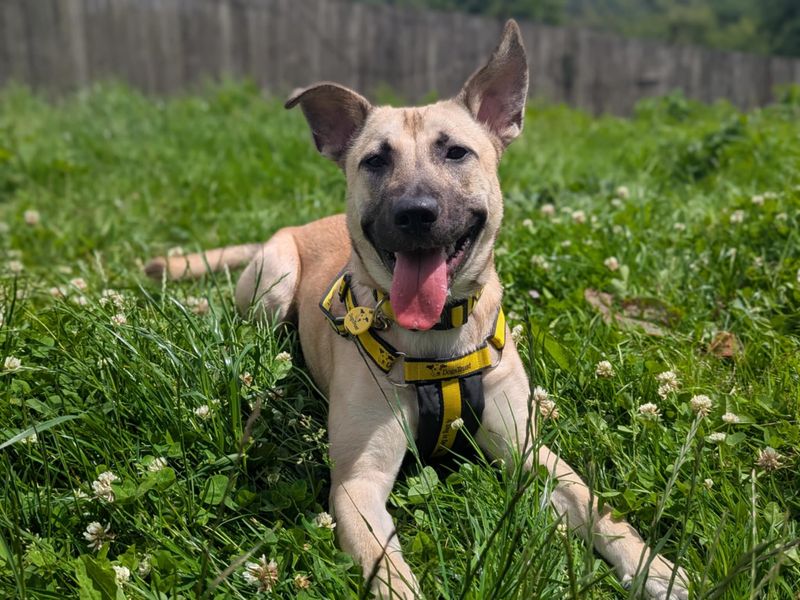 Peaches | German Shepherd Dog Cross | Bridgend (Wales) - 1