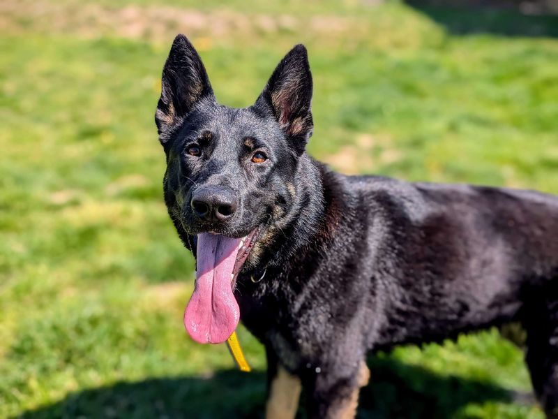 German Shepherd for adoption in Cardiff, Glamorgan – 1 year old - Image 2 of 8