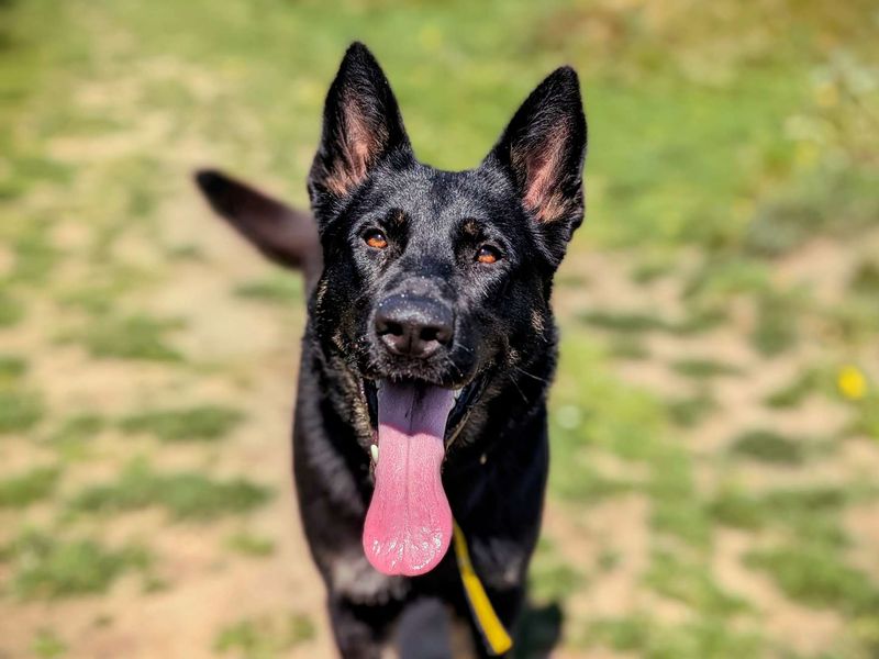 German Shepherd for adoption in Cardiff, Glamorgan – 1 year old - Image 5 of 8