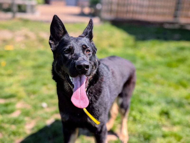 German Shepherd for adoption in Cardiff, Glamorgan – 1 year old - Image 7 of 8