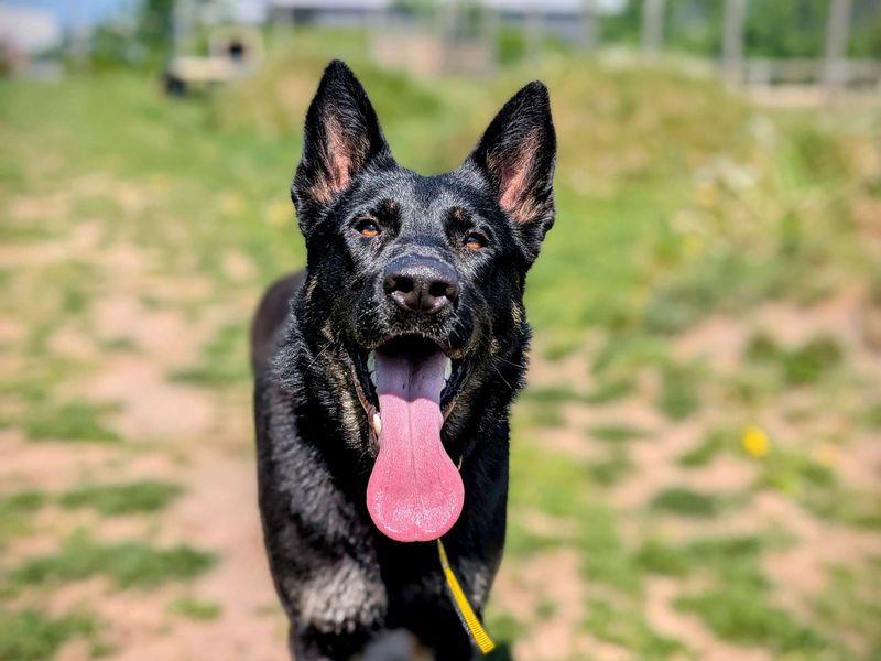 German Shepherd for adoption in Cardiff, Glamorgan – 1 year old - Image 8 of 8