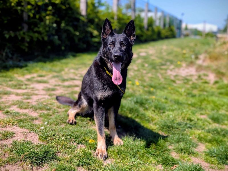German Shepherd Dogs And Puppies For Adoption