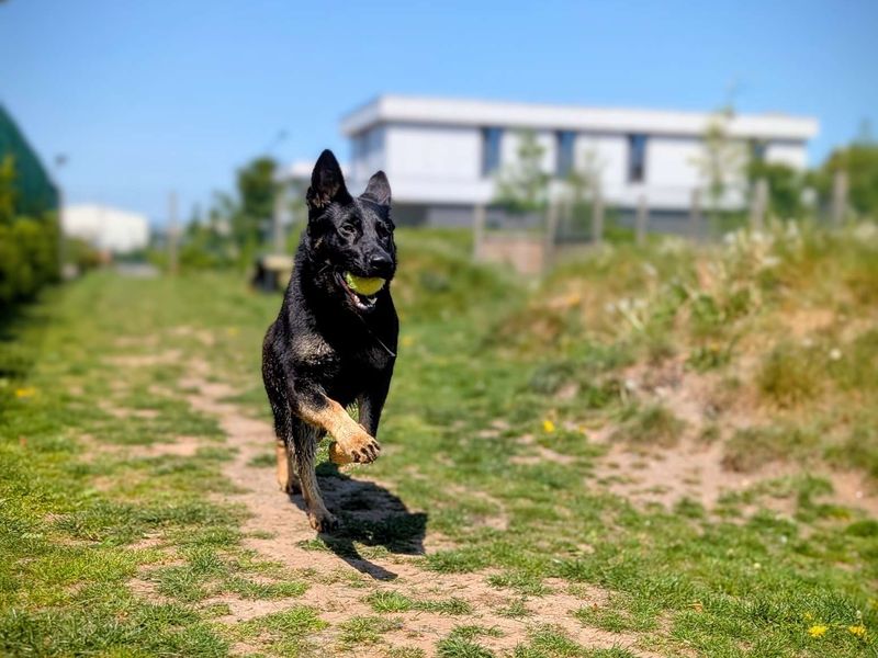 German Shepherd for adoption in Cardiff, Glamorgan – 1 year old - Image 6 of 8