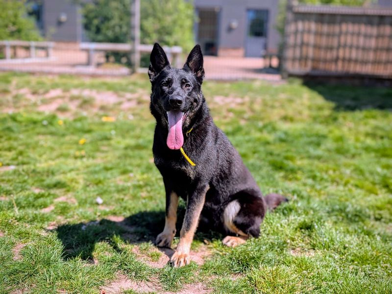 German Shepherd for adoption in Cardiff, Glamorgan – 1 year old - Image 4 of 8