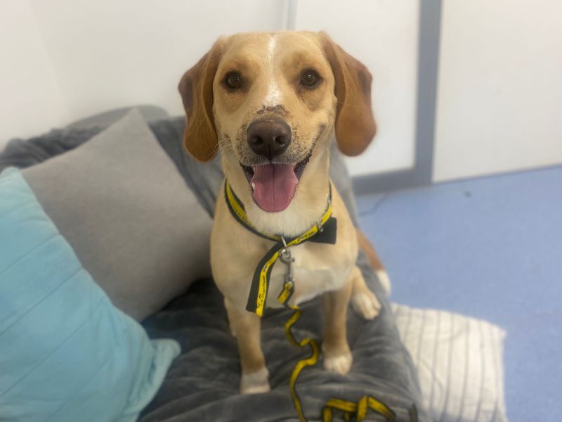 Swede | Beagle Cross | Cardiff - 1