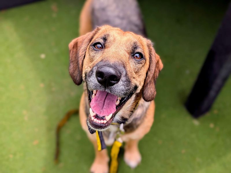 Carrot | Beagle Cross | Cardiff - 1