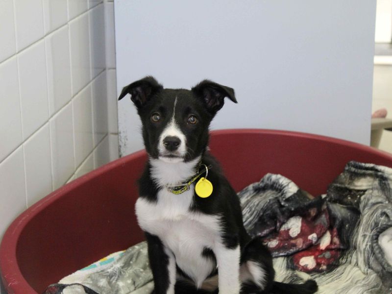 Border Collie for adoption in Glasgow, Scotland – 5 months old - Image 2 of 3