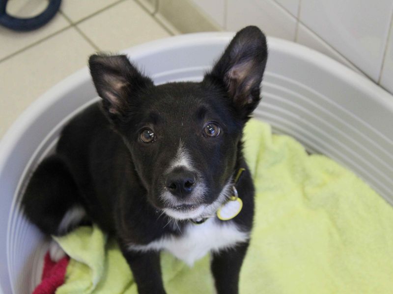 Border Collie for adoption in Glasgow, Scotland – 5 months old - Image 3 of 3