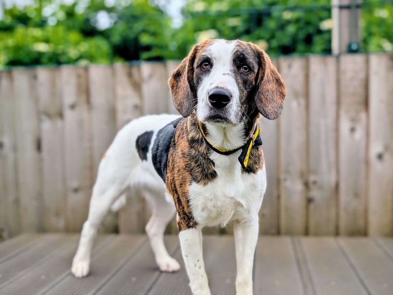 Sweetcorn | Beagle Cross | Cardiff - 1